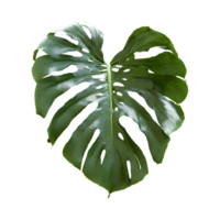 AI generated Monstera deliciosa isolated on transparent background png