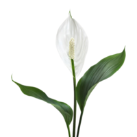 ai generiert Frieden Lilie Spathiphyllum wallisii Blume png isoliert auf transparent Hintergrund