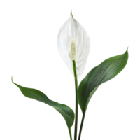 AI generated Peace lily spathiphyllum wallisii flower png isolated on transparent background