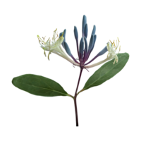 ai gerado madressilva flor isolado em transparente fundo png