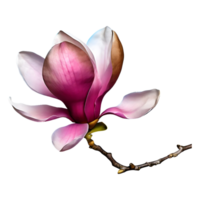 ai generado magnolia flor aislado en transparente antecedentes png