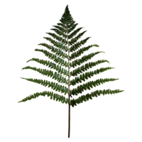 AI generated Boston fern nephrolepis exultate isolated on transparent background png