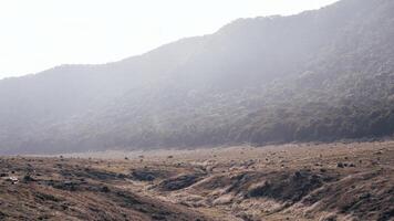 Photo of a trip to Mount Gede Pangrango, camping together at the Surya Kencana square. National Park in West Java, Cianjur, 06 September 2022