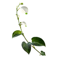 ai généré pothos epipremnum aureum fleur png isolé sur transparent Contexte