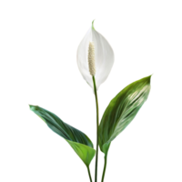AI generated Peace lily spathiphyllum wallisii flower png isolated on transparent background