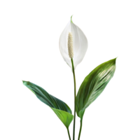 ai generiert Frieden Lilie Spathiphyllum wallisii Blume png isoliert auf transparent Hintergrund