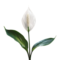 ai generiert Frieden Lilie Spathiphyllum wallisii Blume png isoliert auf transparent Hintergrund