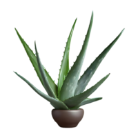 ai generiert Aloe vera isoliert auf transparent Hintergrund png