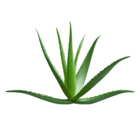 ai generiert Aloe vera isoliert auf transparent Hintergrund png