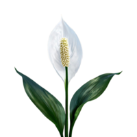 ai generiert Frieden Lilie Spathiphyllum wallisii Blume png isoliert auf transparent Hintergrund