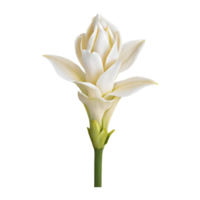 AI generated Tuberose flower isolated on transparent background png