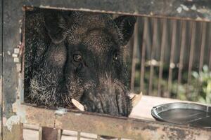 a hog with fangs isolated in an iron cage. a pig resting in a cage photo