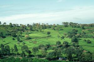 image of green tea plantation with mountain view photo