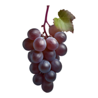 AI generated Zinfandel grape fruit isolated on transparent background png