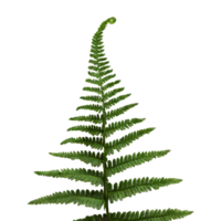 AI generated Fern flower isolated on transparent background png