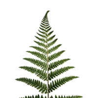 AI generated Fern flower isolated on transparent background png