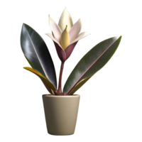 AI generated Rubber plant ficus elastica flower isolated on transparent background png