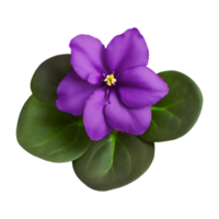 AI generated African violet isolated on transparent background png