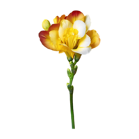 ai gegenereerd freesia bloem geïsoleerd Aan transparant achtergrond png