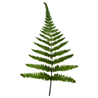 AI generated Boston fern nephrolepis exultate isolated on transparent background png