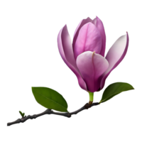 ai généré magnolia fleur isolé sur transparent Contexte png