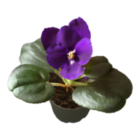AI generated African violet isolated on transparent background png