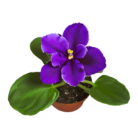 AI generated African violet isolated on transparent background png