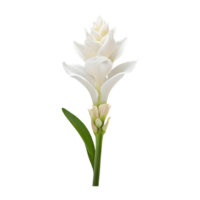 AI generated Tuberose flower isolated on transparent background png
