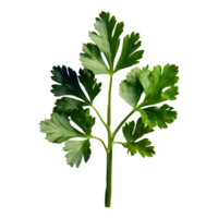 AI generated Parsley leaves in a closeup isolated on transparent background png