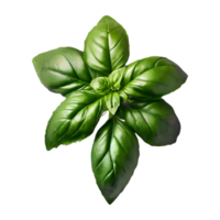 AI generated Basil isolated on transparent background png