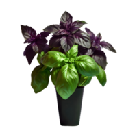 AI generated Basil isolated on transparent background png