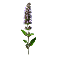 AI generated Catmint flower isolated on transparent background png