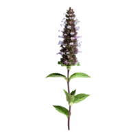 AI generated Catmint flower isolated on transparent background png