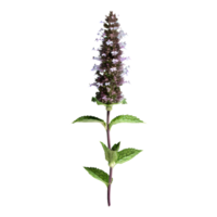 ai genererad kattmynta blomma isolerat på transparent bakgrund png