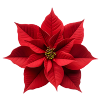 AI generated Christmas Poinsettia Flower on Transparent background - Ai Generated png