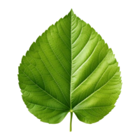 AI generated Green Leaf on Transparent background - Ai Generated png