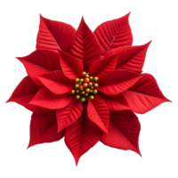 AI generated Christmas Poinsettia Flower on Transparent background - Ai Generated png