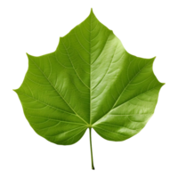 AI generated Green Leaf on Transparent background - Ai Generated png