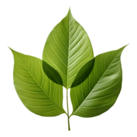 AI generated Green Leaf on Transparent background - Ai Generated png