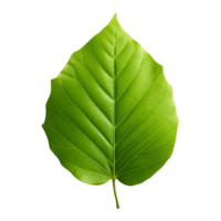 AI generated Green Leaf on Transparent background - Ai Generated png
