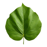 AI generated Green Leaf on Transparent background - Ai Generated png