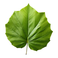 AI generated Green Leaf on Transparent background - Ai Generated png