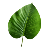 AI generated Green Leaf on Transparent background - Ai Generated png