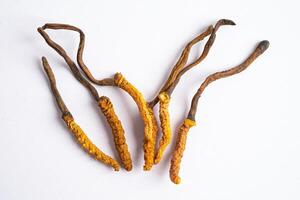 Cordyceps or Ophiocordyceps sinensis mushroom herb is fungus for used as medicine on white background with clipping path. photo