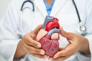 Cardiovascular disease CVD, Asian doctor holding human anatomy model for learn and treat heart disease. photo