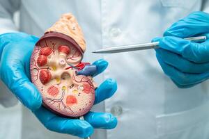 Kidney disease, Chronic kidney disease ckd, Doctor hold model to study and treat in hospital. photo