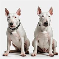 AI generated bull terriers isolated on white background. ai generative photo
