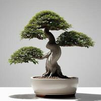 ai generado bonsai en cerámico ollas sólido rígido blanco antecedentes. ai generativo foto