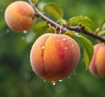 AI generated Ripe peaches on a branch with drops of water after rain photo