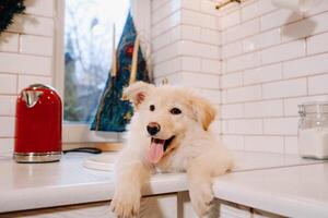 Beige puppy lies in the sink in the kitchen at home photo